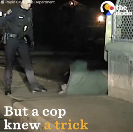 警察巡邏驚見鹿卡牆(圖/翻攝自粉絲專頁The Dodo)