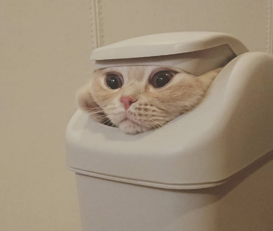橘貓卡垃圾桶擠出「深邃雙眼皮」。（圖／翻攝自Instagram@mmmugi_）