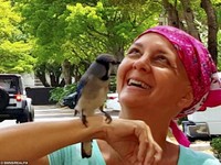 鳥的報恩　兩年前獲救　冠藍鴉飛回來陪救命恩人抗癌