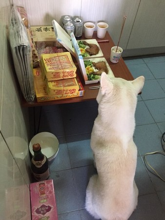 「惯犯」柴柴偷舔拜拜鸡腿 饲主笑:晚上要被地基主约谈了