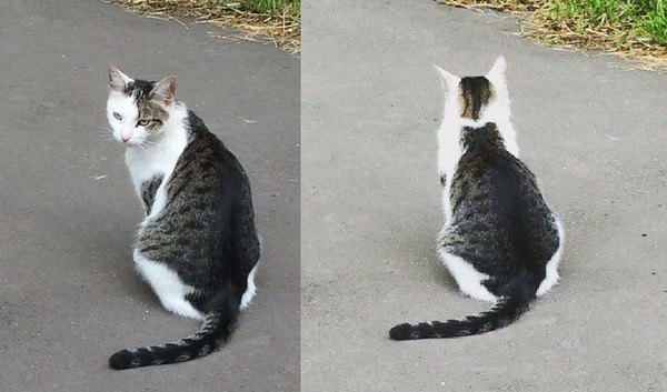 猫咪背上还有另一只猫咪,超特别!(图/翻摄自推特「@tatuya01」)