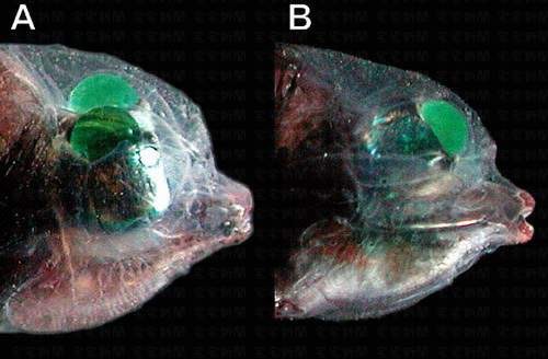 「太平洋桶眼鱼」脑袋透明 眼睛在头里转动全曝光