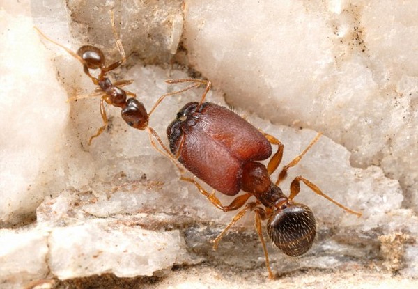 科學家創造出「超級士兵」怪物巨蟻！ 