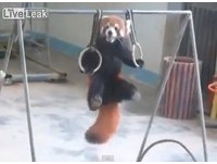 中國小熊貓做體操拉環　上挺8秒媲美奧運選手