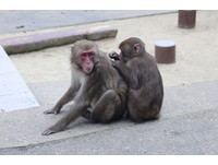 猴子陪你爬山看海！日本「高崎山猴園」必看猴子餵食秀
