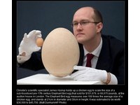 百顆雞蛋大的「象鳥巨蛋」　英國拍賣10分鐘300萬成交