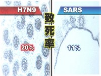 台灣首例禽流感H7N9確診病例　病情嚴重但狀況穩定