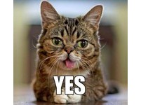 天生殘缺嘸在怕！　英媒：「Lil Bub」是世界最萌猫