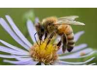 蜜蜂大量消失　歐盟通過禁用殺蟲劑