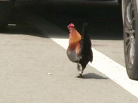 「日本矮雞」逛大街　竹市捕狗大隊加派人手圍堵
