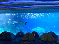 和鯨鯊游完泳再一起入眠！夜宿「水族館」像真的睡在大海裡