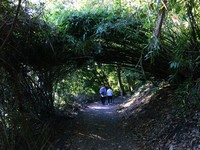 半小時到山中秘境！在城市眺望山谷　遠離塵囂的天母古道