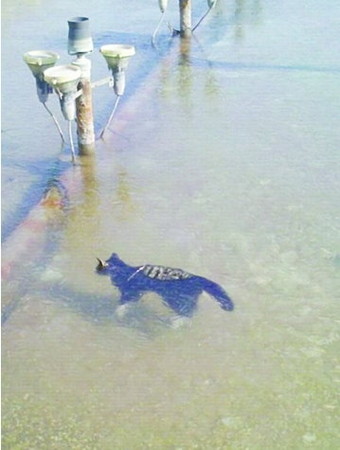 貓摔進湖中瞬間成急凍貓