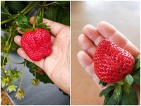 2018大湖草莓季元旦3天連假開跑！4大品種草莓熱鬧登場