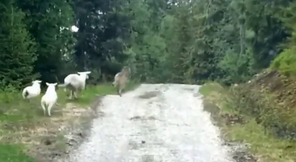 爆笑挪威森林!饿狼扑羊 反被羊追 | ETtoday宠物