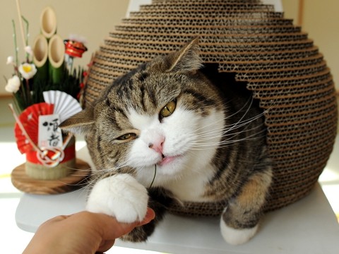 纸箱猫maru 贺新年 窝在镜饼造型纸箱吃草