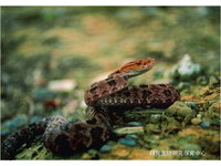 毒蛇「土球子」泡酒3个月 窜出咬伤农妇手指 | ETtoday大陆新闻 | ETtoday 新闻云