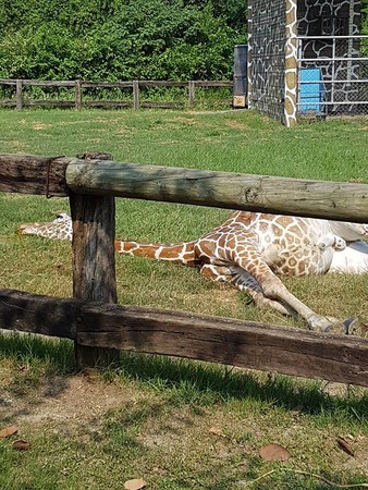   ▲ this is a naughty world giraffe 