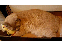 鴨鴨玩具變小了　巨貓仍抱它入睡