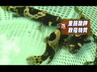 黑心飼料含致癌「重鉻酸鉀」　養殖毒石斑流竄全台