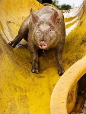 不用去水上乐园人挤人!荷兰小猪享专属「泥巴滑水道」