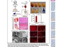 奇蹟「iPS萬能細胞」！　美科學家成功培育跳動鼠心