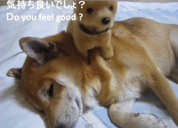 玩具小狗的新功能 帮12岁老柴犬按摩
