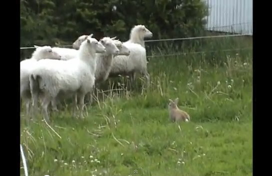 d38591 大小不是問題！瑞典「牧羊兔」驅趕羊群超熟練《ETtoday 新聞雲》