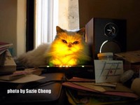 貓咪靈異照片大賽　膽小怕貓者勿入！