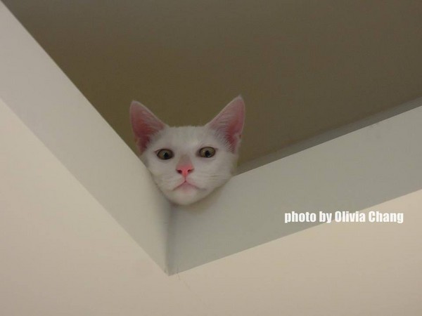 猫咪灵异照片大赛 胆小怕猫者勿入!