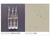 拯救瀕危動物　日本科學家建立稀有物種精子銀行