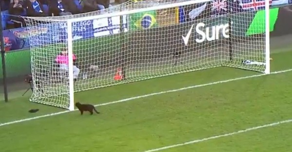 黑猫强闯英超足球场「炫技」…球员笑到踢不下