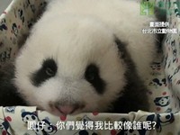 動物園版《甄嬛傳》　沒名氣新生兒只有代號