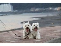 主人帶愛犬到廣野海岸公園　享受南洋度假風情