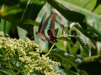 榕樹學堂訊／9月蝶