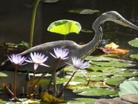 榕樹學堂訊／植物園過冬小蒼鷺