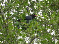 榕樹學堂訊／半颱風天 「觀察生態」的快樂天