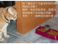 「活菩薩貓」不捉老鼠　還請牠吃貓飼料