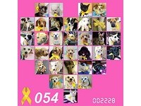 928世界狂犬病日　「黃絲帶起義」為動物祈福