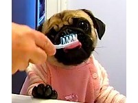 醫生都說要幫狗狗刷牙，但狗狗不給刷怎麼辦？