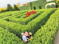 初夏來浪漫「迷路」一下！特搜全台6處「迷宮花園」