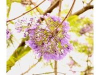 台北也有夢幻「藍花楹」！5月浪漫綻放、鋪成花地毯超美
