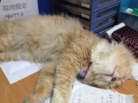 貓員工霸占老闆椅子　上班一年提離職回家當大爺