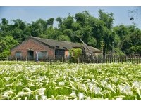 純白百合花海隱身雲林古厝裡！夢幻免費花海拍美照不用人擠人