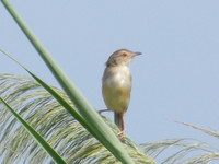 榕樹學堂訊／蘆堤溼地　等著您來探索