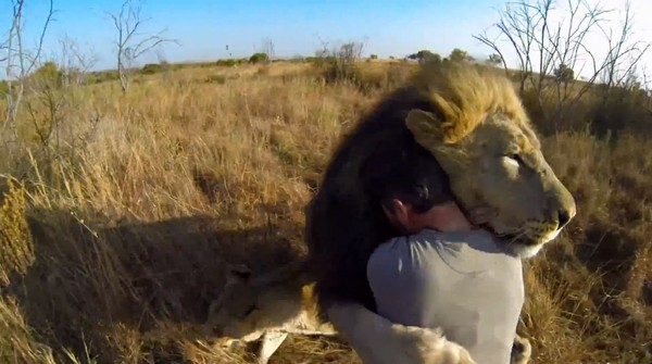和狮子「爱的抱抱」 南非「狮语者」把百兽之王当挚友
