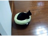 升格頭等艙？　掃地機器人加軟墊成「電動貓床」