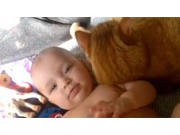 除了狗狗　15組甜蜜案例顯示：貓咪也愛寶寶