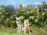 日「夢大波斯菊園」花海　幫愛犬留下美麗的回憶