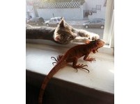 貓咪被蜥蜴「甩尾」鞭打　現在成為好朋友